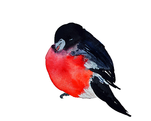 JPG 해외이미지 한마리 일러스트 사람없음 멋쟁이새 해외일러스트 1 조류 파일형식 이미지허브