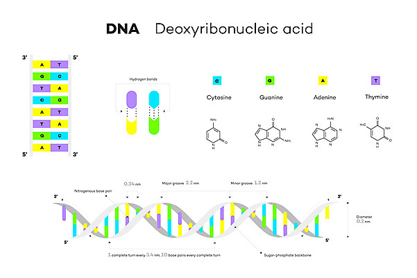 JPG 해외이미지 일러스트 사람없음 인포그래픽 DNA 생명공학 분자구조 생명과학 이중나선 이중나선구조 해외일러스트 과학 의학 파일형식 이미지허브