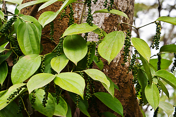 포토 JPG 해외이미지 식물 자연 사람없음 야외 가로 초록색 포도나무 후추 해외포토 컬러 과일나무 향신료 생태계 파일형식 이미지허브