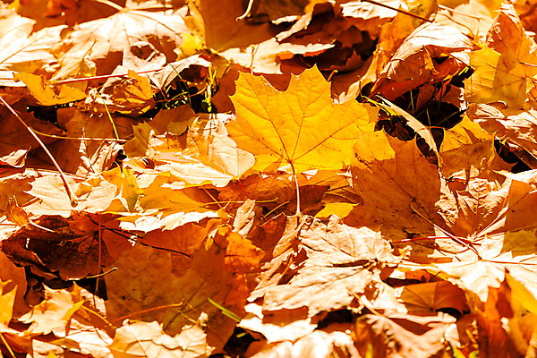 포토 JPG 해외이미지 나무 식물 계절 백그라운드 잎 자연 하늘 사람없음 야외 초록색 파란색 빛 햇빛 태양 우주 정원 맑음 활발 나뭇가지 신선 정상 숲 천국 내추럴 해외포토 자연요소 컬러 컨셉 날씨 생태계 파일형식 이미지허브