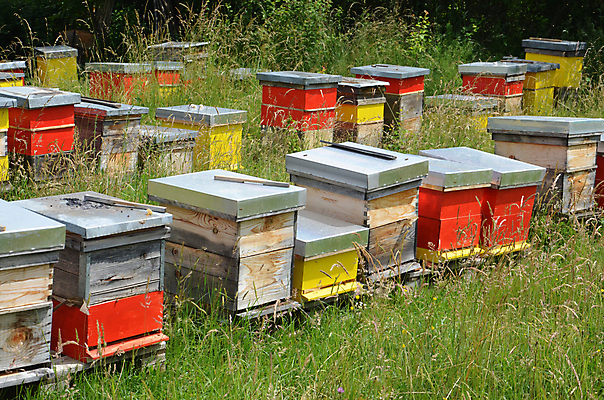 포토 JPG 해외이미지 식물 동물 꽃 음식 곤충 컨셉 패턴 밭 농업 오렌지 자연 주택 건강 초원 사람없음 목재 초록색 여름 파란색 상자 컬러풀 농장 노란색 정원 시골 업무 그룹 벌 꿀 벌집 내추럴 생태학 양봉 양봉장 해외포토 나무 계절 교육 산업 컬러 무늬 과일 재료 건물 작업 생태계 파일형식 이미지허브
