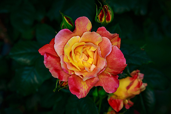 포토 JPG 해외이미지 꽃 산업 농업 자연 사람없음 야외 가로 컬러풀 한개 장미 봄 닫기 원예 카피스페이스 해외포토 식물 1 계절 컬러 모션 취미 공백 생태계 파일형식 이미지허브