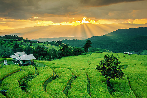 포토 JPG 해외이미지 아시아 음식 여행 백그라운드 밭 농업 오렌지 태국 자연 밥 산 동양인 사람없음 야외 초록색 빛 농장 노란색 평화 계단 일출 환경 일몰 새벽 수확 시골 오두막 땅 언덕 유기농 조경 지역 천국 내추럴 밭일 생태학 해외포토 자연요소 웰빙 교육 나라 산업 컬러 컨셉 과일 인종 노을 생태계 파일형식 이미지허브