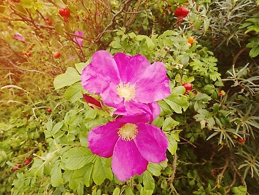 포토 JPG 해외이미지 식물 계절 열매 꽃잎 꽃 바다 줄기 분홍색 여행 하늘 날씨 풍경 사람없음 초록색 물 여름 컬러풀 태양 약 장미 일몰 새벽 낭만 들꽃 나뭇가지 신선 허브 주말 암초 내추럴 해외포토 자연요소 나무 컬러 컨셉 의학 노을 파일형식 이미지허브