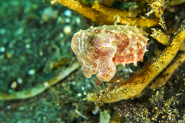 포토 JPG 해외이미지 동물 아시아 야생동물 바다 자연 휴식 연체동물 사람없음 물 컬러풀 환경 바닷속 수중 다양 잠수함 오징어 생태계 다이빙 생물학 인도네시아 서식지 깊이 동물상 생태학 세피아 해외포토 자연요소 교육 나라 컬러 다수 컨셉 무척추동물 촬영기법 조형물 수영 수중동물 수중스포츠 파일형식 이미지허브