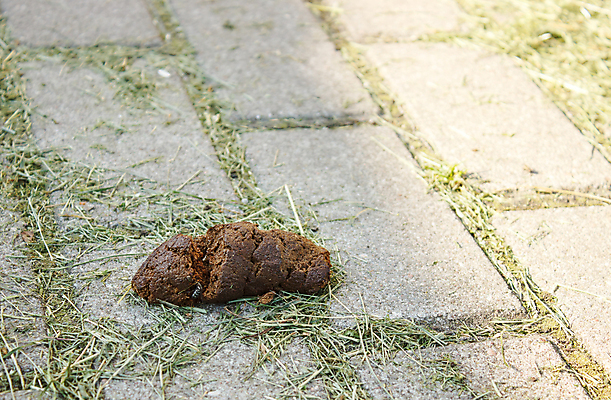 포토 JPG 해외이미지 동물 도로 백그라운드 자연 표면 추상 거리 사람없음 야외 갈색 쌓기 환경 도시 보행로 개 지저분함 오솔길 묘사 냄새 먼지 문제 불쾌함 악취 낭비 송곳니 내추럴 해외포토 감정 길 컬러 컨셉 무늬 포유류 교통시설 모션 감각 치아 생태계 파일형식 이미지허브