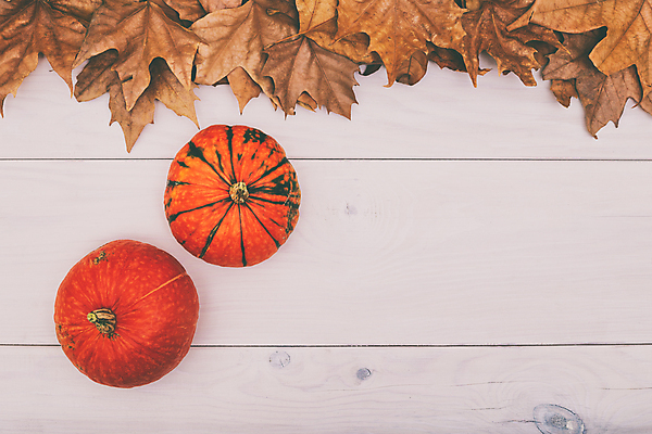 포토 JPG 해외이미지 스튜디오촬영 식물 계절 음식 백그라운드 컨셉 잎 농업 채소 오렌지 자연 호박 사람없음 목재 장식 가로 갈색 공백 할로윈 수확 가을 그룹 배열 먹기 유기농 질감 박 레시피 추수감사절 스쿼시 흙더미 건강식 구성 카피스페이스 해외포토 나무 웰빙 산업 기독교 스포츠 컬러 과일 재료 모션 실내 구기 흙 생태계 파일형식 더미 이미지허브