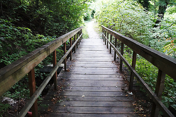 포토 JPG 해외이미지 나무 공원 길 여행 백그라운드 자연 하늘 풍경 사람없음 야외 목재 초록색 물 평화 산책 개울 가장자리 숲 오솔길 내추럴 넘어짐 방법 옛날 해외포토 자연요소 식물 공공시설 컬러 컨셉 재료 모션 휴식 강 둘레 생태계 파일형식 이미지허브