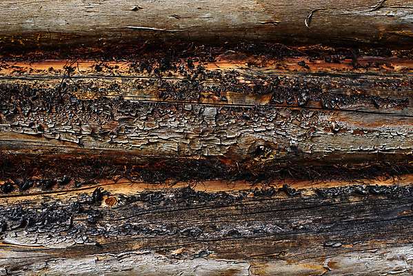 포토 JPG 해외이미지 디자인 벽 백그라운드 패턴 건축양식 창문 자연 표면 주택 프레임 사람없음 건물 목재 울타리 정원 어둠 회색 수확 나뭇가지 시골 거친 역사 균열 천 묘사 싱글 박물관 질감 통나무 나무껍질 시들음 잡동사니 그런지 수목 엘리먼트 옛날 전국 해외포토 나무 건축물 건축 컬러 무늬 농업 재료 모션 담장 껍질 직물 생태계 파일형식 이미지허브