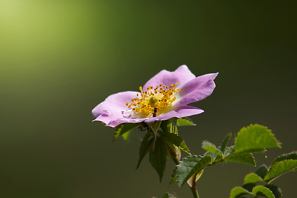 포토 JPG 해외이미지 나무 식물 공원 꽃 백그라운드 컨셉 잎 꽃무늬 자연 벽지 출입구 풍경 초원 사람없음 야외 장식 여름 약 장미 문 정원 봄 자유 벚꽃 흰색 나뭇가지 신선 달콤 보호 다발 관목 원예 코 조경 알레르기 고립 그만 필터 그리너리 해외포토 계절 공공시설 컬러 무늬 의학 취미 신체부위 맛 질병 생태계 파일형식 트랜드컬러 이미지허브