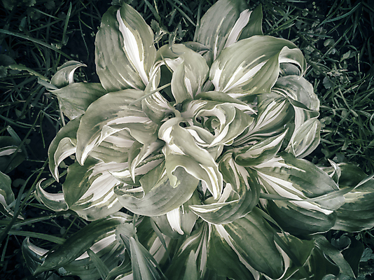 포토 JPG 해외이미지 식물 공원 꽃 백그라운드 잎 자연 사람없음 장식 가로 컬러풀 귀여움 정원 성장 큼 관목 원예 조경 화단 영원 해외포토 나무 공공시설 컬러 컨셉 취미 크기 생태계 파일형식 이미지허브