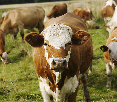포토 JPG 해외이미지 동물 밭 농업 포유류 자연 초원 사람없음 야외 가로 컬러풀 농장 갈색 가축 침묵 일몰 농촌 소 방목 정사각형 송아지 구식 초식 해외포토 도형 산업 새끼 컬러 노을 소리 시골 축산업 생태계 파일형식 이미지허브