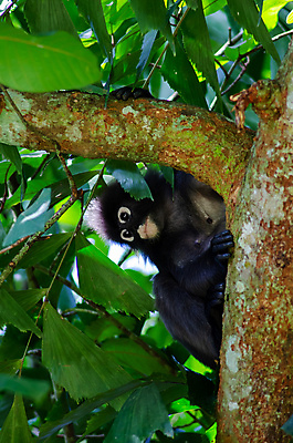 포토 JPG 해외이미지 아시아 안경 야생동물 백그라운드 잎 포유류 자연 털 동양인 사람없음 야외 햇빛 뷰티 황혼 원숭이 습지 숲 지역 말레이시아 해외포토 식물 동물 잡화 나라 인종 태양 일몰 생태계 파일형식 이미지허브