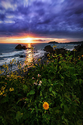 포토 JPG 해외이미지 꽃 모래 바다 여행 백그라운드 자연 하늘 휴가 풍경 사람없음 물 여름 파란색 빛 컬러풀 태양 일출 황혼 일몰 놀람 새벽 흰색 데이지 해외포토 자연요소 식물 계절 감정 컬러 표정 노을 생태계 파일형식 이미지허브