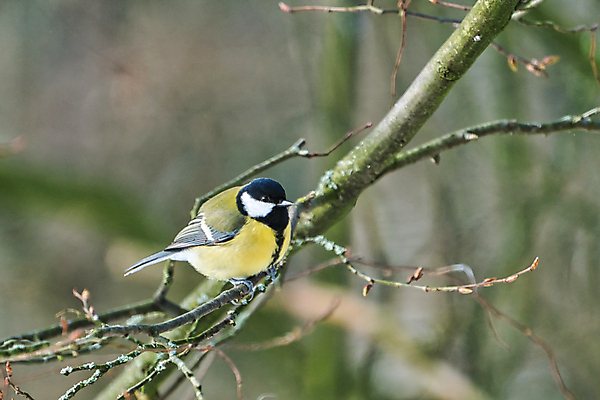 포토 JPG 해외이미지 나무 동물 1 유럽 야생동물 겨울 자연 조류 사람없음 야외 초록색 컬러풀 햇빛 노란색 맑음 검은색 숲 싱글 해외포토 식물 계절 나라 컬러 날씨 태양 생태계 파일형식 이미지허브