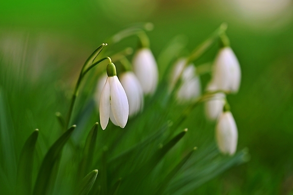 포토 JPG 해외이미지 식물 계절 공원 꽃잎 꽃 야생동물 백그라운드 잎 겨울 꽃무늬 자연 사람없음 야외 초록색 컬러풀 햇빛 태양 뷰티 정원 봄 벚꽃 흰색 신선 개화 숲 묘사 속도 내추럴 스노드롭 헌병 해외포토 자연요소 동물 공공시설 컬러 무늬 군인 생태계 파일형식 이미지허브