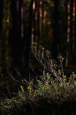 포토 JPG 해외이미지 나무 식물 계절 공원 호수 여행 백그라운드 잎 자연 이끼 사람없음 야외 목재 초록색 물 뷰티 환경 봄 젖음 소나무 황무지 습지 숲 신비 유혹 블루베리 나무껍질 신성 북쪽 마법 전나무 내추럴 향나무 해외포토 자연요소 공공시설 컬러 컨셉 과일 재료 껍질 방향 생태계 파일형식 이미지허브