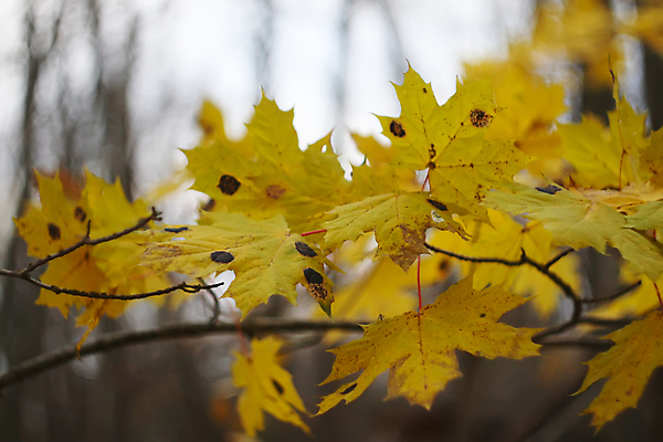 포토 JPG 해외이미지 디자인 배너 계절 백그라운드 단풍 잎 캐나다 자연 건조 사람없음 야외 장식 컬러풀 갈색 노란색 덮개 가을 나뭇가지 시골 죽음 숲 9월 11월 심볼 질감 10월 내추럴 해외포토 나무 식물 컬러 북아메리카 뚜껑 날짜 생태계 파일형식 이미지허브