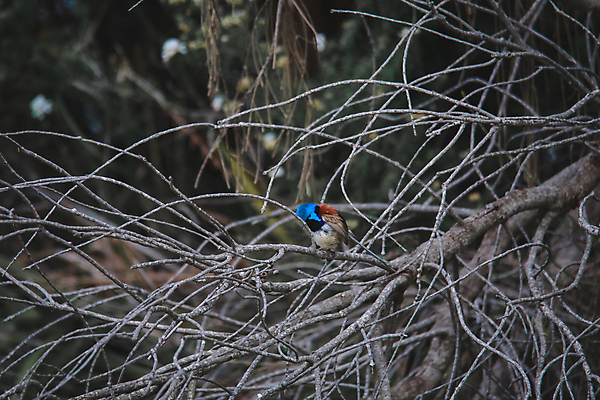 포토 JPG 해외이미지 손 남자 야생동물 백그라운드 자연 조류 요정 서기 사람없음 초록색 물 파란색 컬러풀 갈색 흰색 나뭇가지 관찰 호주 작음 꼬리 고립 오지 해외포토 자연요소 나무 동물 컬러 모션 사람 신체부위 오세아니아 크기 생태계 파일형식 이미지허브