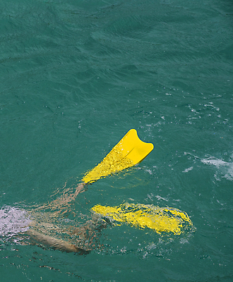포토 JPG 해외이미지 바다 백그라운드 자연 사람없음 야외 초록색 물 파란색 컬러풀 노란색 수중 산호 떨어짐 수영선수 물갈퀴 내추럴 스플래쉬 해외포토 자연요소 컬러 컨셉 운동선수 자포동물 생태계 파일형식 이미지허브