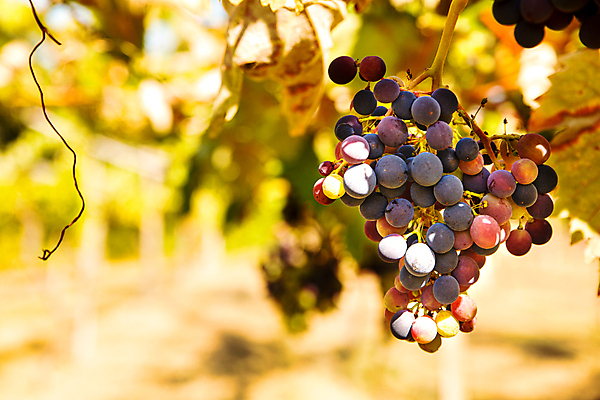 포토 JPG 해외이미지 열매 음식 잎 밭 농업 과일 자연 포도 건강 사람없음 빨간색 초록색 파란색 농작물 태양 농장 노란색 와인 보라색 수확 성장 시골 신선 다발 포도밭 포도나무 블러 숙성 양조장 줄서기 해외포토 자연요소 식물 산업 컬러 모션 주류 과일나무 생태계 파일형식 이미지허브