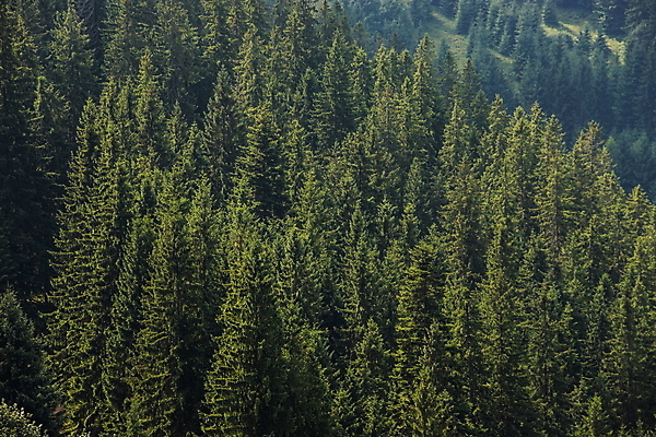 포토 JPG 해외이미지 나무 식물 계절 공원 벽 백그라운드 잎 패턴 자연 하늘 산 안테나 파노라마 사람없음 야외 목재 장식 가로 초록색 빛 환경 침묵 나뭇가지 소나무 정상 숲 질감 상록수 침엽수 전나무 내추럴 삼림지대 가문비나무 많음 해외포토 공공시설 컬러 컨셉 무늬 재료 통신 촬영기법 소리 생태계 파일형식 이미지허브