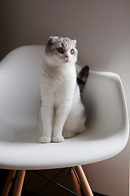 포토 JPG 해외이미지 한마리 의자 실내 앉기 사람없음 반려동물 귀여움 고양이 스코티시폴드 반려묘 해외포토 동물 1 가구 컨셉 포유류 모션 내부 파일형식 이미지허브