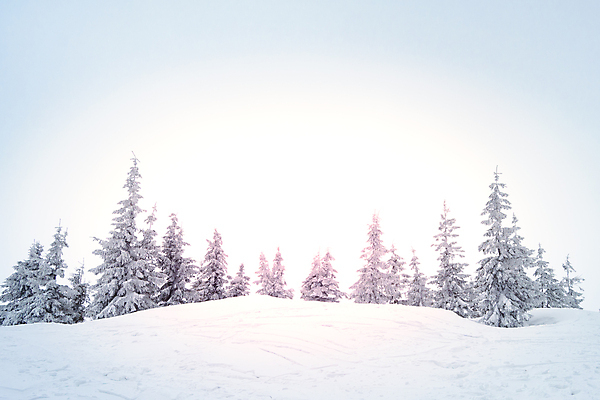 포토 JPG 해외이미지 나무 계절 여행 백그라운드 크리스마스 겨울 자연 하늘 동화 휴가 새해 산 그림자 풍경 사람없음 야외 목재 파란색 빛 햇빛 태양 냉동 얼음 놀람 추위 안개 덮개 백발 흰색 신선 숲 언덕 서리 전나무 눈보라 우크라이나 폭설 눈내림 가문비나무 해외포토 자연요소 식물 헤어스타일 기념일 감정 유럽 컬러 재료 날씨 눈_날씨 표정 뚜껑 자연재해 생태계 파일형식 이미지허브