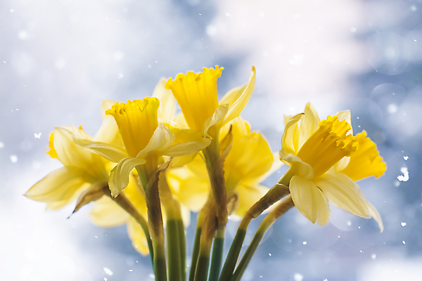 포토 JPG 해외이미지 꽃 여러송이 사람없음 아웃포커스 노란색 수선화 해외포토 식물 컬러 다수 촬영기법 파일형식 이미지허브