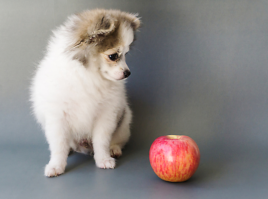 포토 JPG 해외이미지 동물 손 음식 백그라운드 다이어트 과일 포유류 건강 사람 사람없음 빨간색 반려동물 검은색 회색 흰색 닫기 개 강아지 사과 먹기 송곳니 기르기 유래 해외포토 컬러 모션 신체부위 치아 돌봄 파일형식 이미지허브