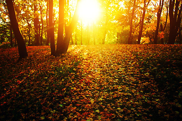포토 JPG 해외이미지 나무 식물 계절 공원 백그라운드 단풍 잎 패턴 오렌지 자연 호박 풍경 사람없음 야외 목재 빨간색 초록색 빛 컬러풀 햇빛 태양 노란색 환경 정원 맑음 활발 할로윈 가을 변화 황금 떨어짐 숲 9월 11월 보케 장면 추수감사절 10월 내추럴 해외포토 자연요소 공공시설 기독교 컬러 컨셉 무늬 채소 과일 재료 날씨 날짜 생태계 파일형식 이미지허브