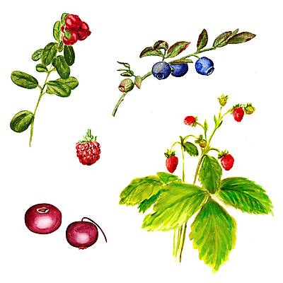 포토 JPG 해외이미지 식물 손 열매 음식 잎 과일 일러스트 자연 딸기 건강 사람없음 빨간색 초록색 파란색 세트 검은색 페인트 수확 흰색 나뭇가지 신선 숲 수집 그림 블루베리 산딸기 블랙베리 내추럴 고립 크랜베리 해외일러스트 나무 컬러 농업 신체부위 생태계 파일형식 이미지허브