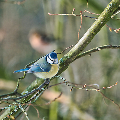 포토 JPG 해외이미지 나무 동물 야생동물 겨울 자연 조류 사람없음 야외 파란색 햇빛 노란색 정원 맑음 흰색 나뭇가지 숲 작음 깃털 부리 동물상 유라시아 해외포토 식물 계절 유럽 아시아 컬러 날씨 태양 조형물 크기 생태계 파일형식 이미지허브