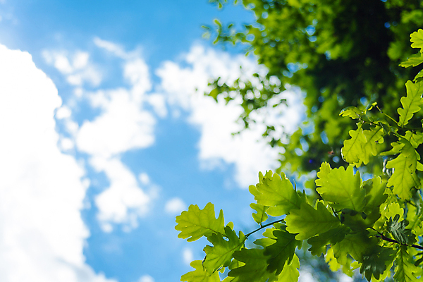 포토 JPG 해외이미지 나무 식물 계절 백그라운드 잎 자연 하늘 사람없음 야외 초록색 뷰티 환경 정원 봄 성장 흰색 신선 닫기 선택 내추럴 고립 해외포토 컬러 컨셉 모션 생태계 파일형식 이미지허브