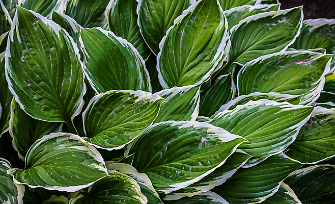 포토 JPG 해외이미지 나무 식물 계절 백그라운드 잎 패턴 자연 추상 건강 사람없음 초록색 여름 빛 환경 정원 보라색 어둠 봄 성장 신선 유기농 질감 내추럴 그리너리 해외포토 웰빙 컬러 무늬 생태계 파일형식 트랜드컬러 이미지허브