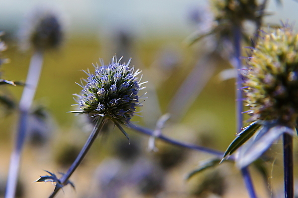 포토 JPG 해외이미지 식물 꽃잎 꽃 곤충 백그라운드 잎 꽃무늬 자연 하늘 초원 사람없음 야외 여름 파란색 빛 컬러풀 지구본 정원 맑음 보라색 봄 회색 벚꽃 개화 북극 꿀 내추럴 영원 해외포토 동물 계절 컬러 무늬 날씨 극지방 생태계 파일형식 이미지허브