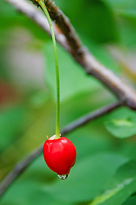 포토 JPG 해외이미지 주간 잎 근접촬영 사람없음 야외 아웃포커스 젖음 나뭇가지 체리 빗방울 해외포토 자연요소 나무 식물 뷰포인트 과일 촬영기법 비_날씨 파일형식 이미지허브
