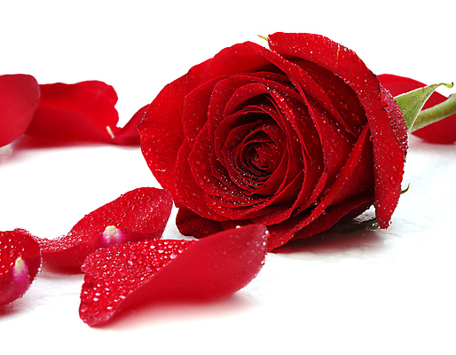 포토 JPG 해외이미지 기념일 꽃잎 꽃 꽃다발 백그라운드 잎 텍스트 발렌타인데이 사랑 사람없음 빨간색 물 뷰티 장미 스파 낭만 젖음 벚꽃 흰색 신용카드 떨어짐 꽃봉오리 향기 아로마 초대 고립 카피스페이스 해외포토 자연요소 식물 감정 컬러 컨셉 데이이벤트 이벤트 금융 공백 냄새 파일형식 이미지허브