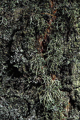 포토 JPG 해외이미지 나무 식물 디자인 공원 백그라운드 겨울 패턴 자연 벽지 추상 그림자 이끼 풍경 사람없음 야외 환경 어둠 봄 성장 시골 균열 습지 숲 버드나무 묘사 그림 질감 나무껍질 자작나무 미루나무 삼림지대 생태학 옛날 해외포토 계절 공공시설 교육 무늬 모션 껍질 생태계 파일형식 이미지허브