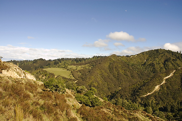 포토 JPG 해외이미지 도로 사슴 종류 사람없음 블록 돼지 원주민 씻기 숲 사냥 먼지 서식지 멧돼지 벌목 해외포토 길 포유류 교통시설 청결 아프리카인 파일형식 이미지허브
