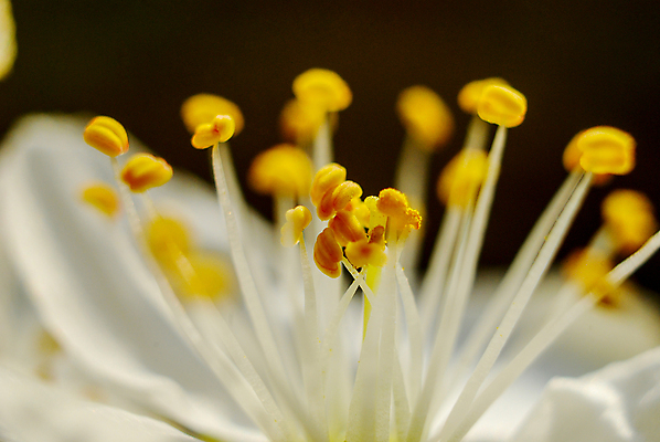 포토 JPG 해외이미지 식물 꽃잎 꽃 분홍색 백그라운드 꽃무늬 오렌지 자연 실내 따뜻함 사랑 사람없음 빨간색 초록색 태양 뷰티 노란색 꽃술 오픈 뜨거움 센터 닫기 사과 보케 향기 아로마 복숭아 꽃가루 부드러움 자두 내추럴 꽃수술 블러 해외포토 자연요소 감정 컬러 무늬 과일 모션 내부 감각 가루 생태계 냄새 파일형식 이미지허브