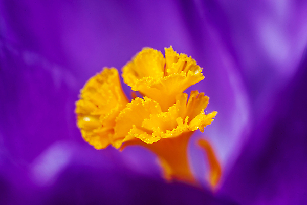 포토 JPG 해외이미지 식물 계절 꽃잎 꽃 백그라운드 꽃무늬 자연 초원 사람없음 정원 보라색 봄 벚꽃 흰색 작음 자주색 다발 제비꽃 내추럴 고립 땅바닥 사프란 해외포토 컬러 무늬 바닥 크기 향신료 생태계 파일형식 이미지허브