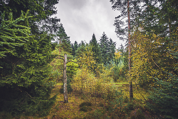 포토 JPG 해외이미지 나무 식물 계절 공원 도로 길 백그라운드 단풍 잎 오렌지 자연 아침 풍경 사람없음 야외 목재 초록색 빛 컬러풀 햇빛 태양 뷰티 노란색 평화 환경 침묵 활발 가을 나뭇가지 시골 황금 숲 11월 10월 내추럴 스칸디나비아 해외포토 주간 자연요소 공공시설 컬러 컨셉 과일 재료 교통시설 소리 날짜 생태계 파일형식 이미지허브