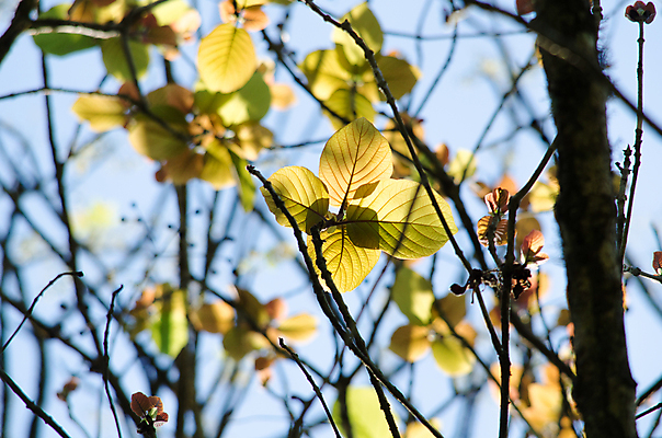포토 JPG 해외이미지 식물 템플릿 디자인 백그라운드 잎 패턴 자연 추상 프레임 사람없음 목재 초록색 여름 빛 환경 봄 젖음 성장 물방울 신선 작음 유기농 질감 내추럴 인공 해외포토 나무 웰빙 계절 컬러 무늬 재료 크기 생태계 파일형식 이미지허브