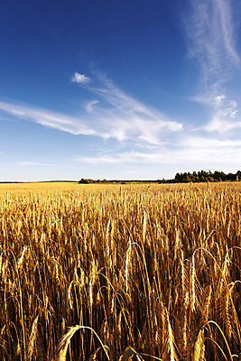 포토 JPG 해외이미지 식물 산업 음식 빵 줄기 여행 백그라운드 밭 농업 채소 과일 자연 건조 씨앗 풍경 사람없음 야외 여름 농작물 햇빛 태양 뷰티 농장 노란색 식사 수확 성장 가을 시골 그룹 황금 선택 아침식사 땅 시리얼 밀 유기농 조경 보리 장면 밀짚 숙성 호밀 세련 해외포토 자연요소 웰빙 계절 컬러 컨셉 곡류 짚 생태계 파일형식 이미지허브