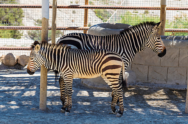 포토 JPG 해외이미지 동물 공원 야생동물 백그라운드 패턴 밭 포유류 아프리카 자연 초식동물 동물원 서기 사람없음 검은색 일몰 줄무늬 게임 흰색 사파리 피부 얼룩말 케냐 내추럴 고립 동물상 사바나 세렝게티 전국 탄자니아 해외포토 공공시설 나라 컬러 무늬 농업 모션 놀이 신체부위 조형물 노을 말_동물 생태계 파일형식 이미지허브