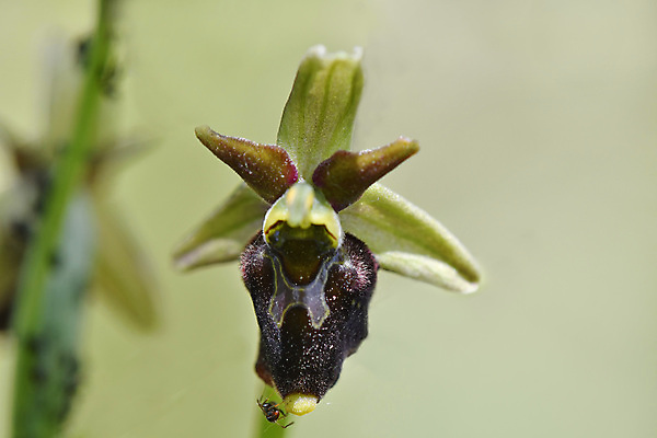 포토 JPG 해외이미지 식물 꽃 백그라운드 꽃무늬 자연 독일 사람없음 초록색 환경 봄 들꽃 행운 난초 보호 멸종 해외포토 계절 유럽 컬러 컨셉 무늬 생태계 파일형식 이미지허브
