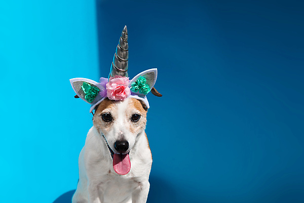 포토 JPG 해외이미지 동물 응시 행복 얼굴 백그라운드 포유류 동화 휴가 생물 뿔 앉기 사람없음 파란색 빛 반려동물 갈색 파티 카메라 귀여움 꿈 흰색 머리띠 닫기 개 강아지 작음 테리어 혀 호기심 귀 쇼 송곳니 기르기 유니콘 유래 스타일 카피스페이스 해외포토 시선 감정 컬러 컨셉 장신구 모션 이벤트 신체부위 전자제품 공백 입 치아 크기 돌봄 파일형식 이미지허브