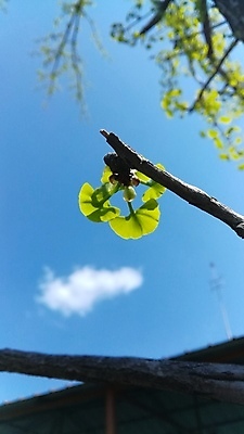 포토 JPG 해외이미지 나무 식물 공원 잎 자연 하늘 풍경 사람없음 목재 초록색 여름 환경 나뭇가지 숲 큼 나무껍질 옛날 해외포토 계절 공공시설 컬러 재료 껍질 크기 생태계 파일형식 이미지허브