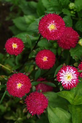 포토 JPG 해외이미지 식물 구름 꽃잎 꽃 분홍색 백그라운드 잎 꽃무늬 오렌지 자연 국화 사람없음 야외 장식 빨간색 초록색 여름 컬러풀 뷰티 정원 보라색 봄 벚꽃 흰색 신선 개화 닫기 원예 내추럴 해외포토 자연요소 계절 컬러 무늬 과일 모션 취미 생태계 파일형식 이미지허브